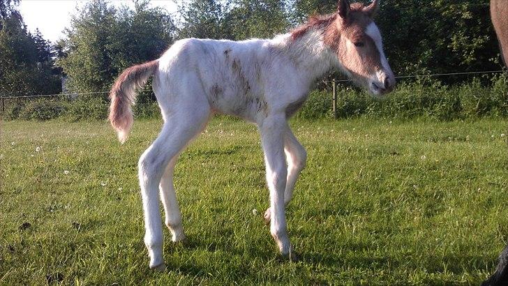 Islænder Alvar fra Fairgaarden billede 7