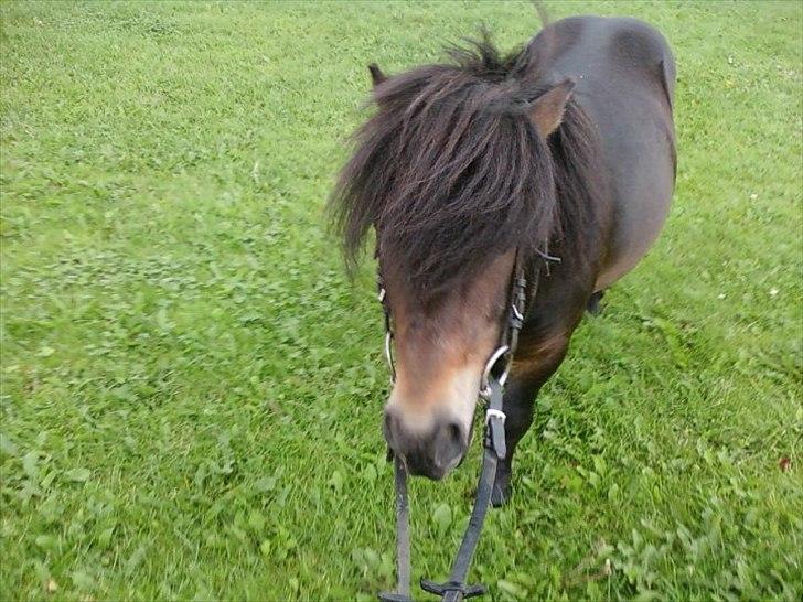 Shetlænder Robin billede 8