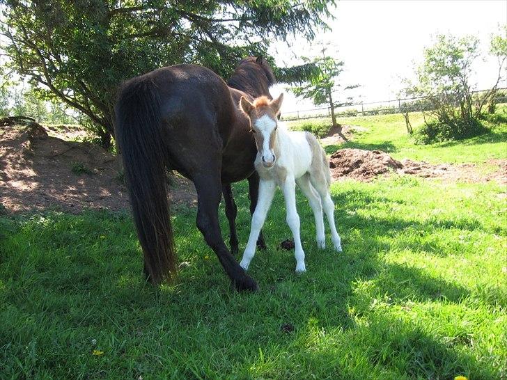 Islænder Alvar fra Fairgaarden billede 8