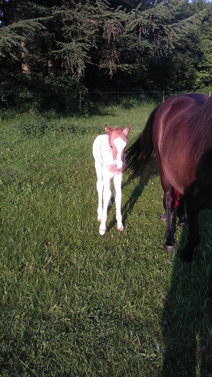 Islænder Alvar fra Fairgaarden billede 9