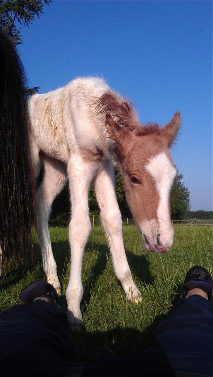Islænder Alvar fra Fairgaarden billede 10