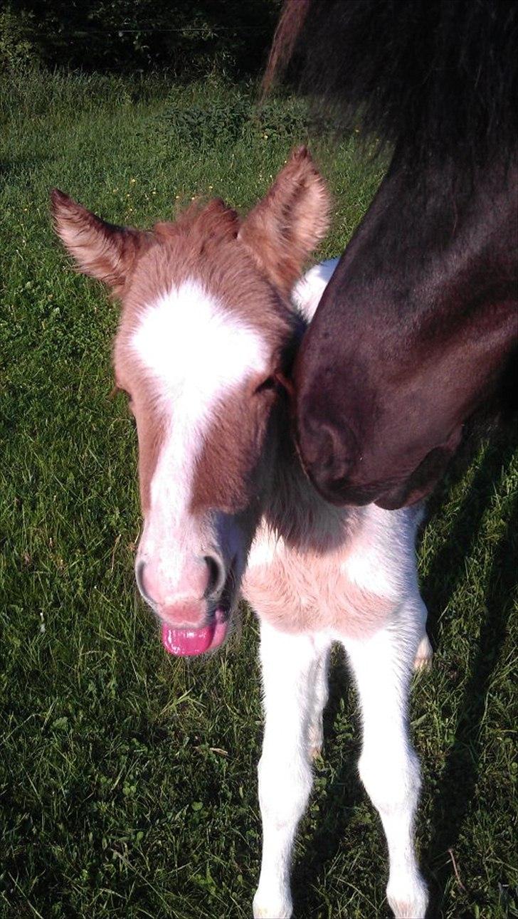 Islænder Alvar fra Fairgaarden billede 11