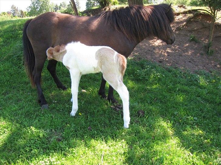 Islænder Alvar fra Fairgaarden billede 12