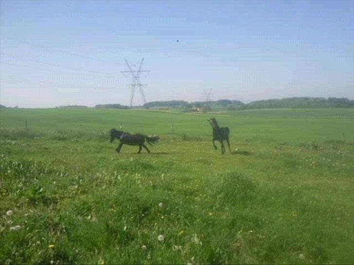 Shetlænder Robin - Når Lonski og Robin er vilde xD billede 11