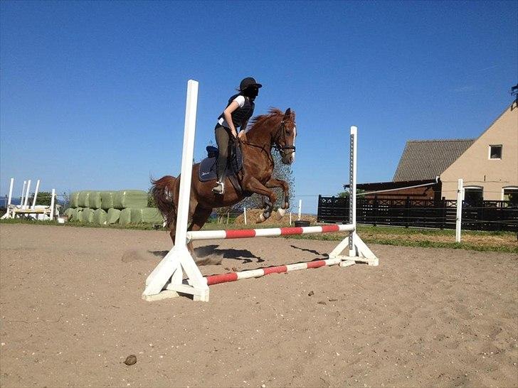 Anden særlig race Bella - Ved godt at jeg ikke sidder som man skal, men sys bare at Bella er flot<3<3 og springer ikke ret meget:D billede 1