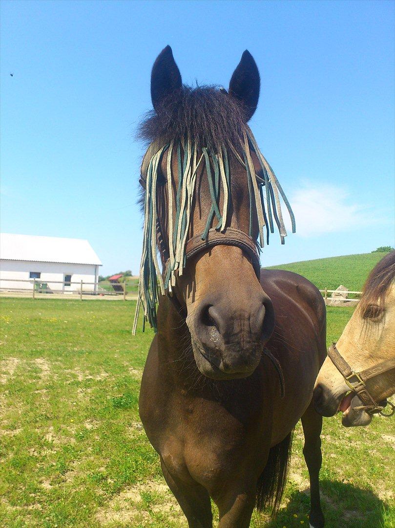 New Forest Elmholts nutella - har du noet hva hva hva ? billede 7