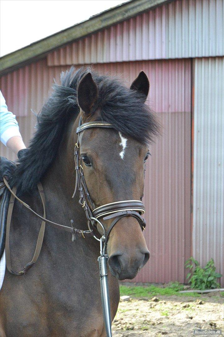 New Forest Elmholts nutella - hendes smukke hoved :) billede 6