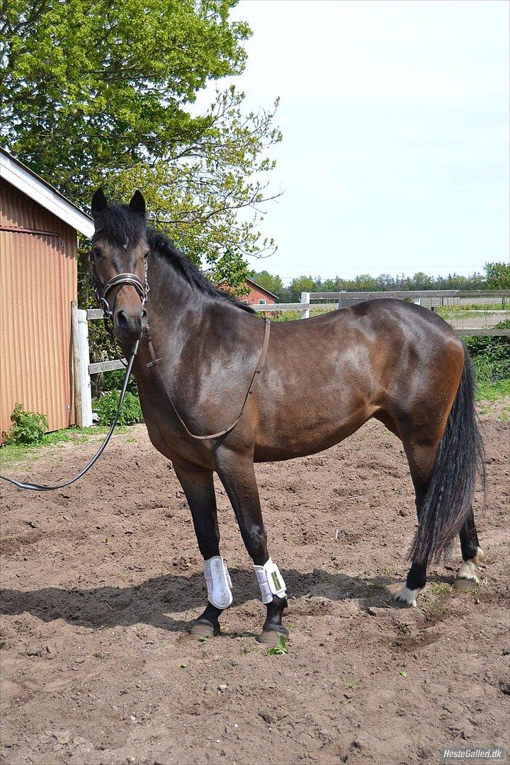 New Forest Elmholts nutella - hel figur, mangler lidt sul men det kommer... billede 8