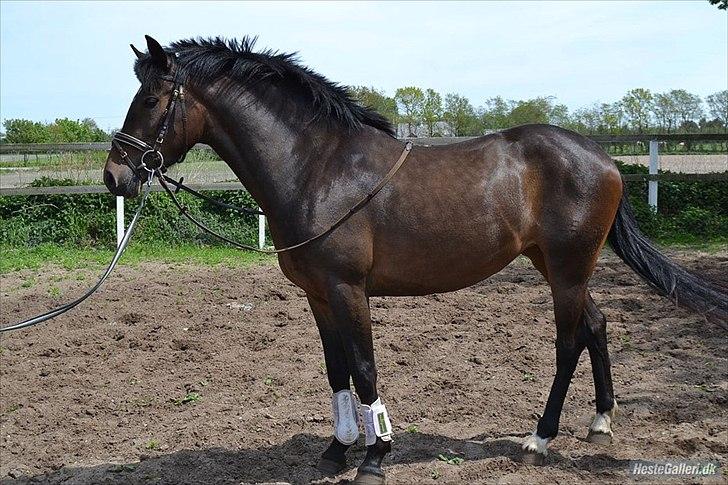 New Forest Elmholts nutella - smukke chokolade bolle billede 9