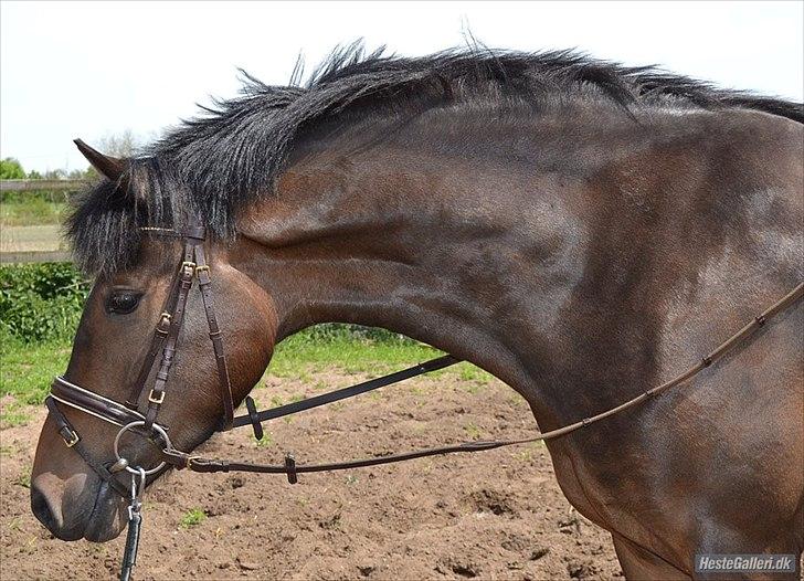 New Forest Elmholts nutella - Lækker hals :) billede 10