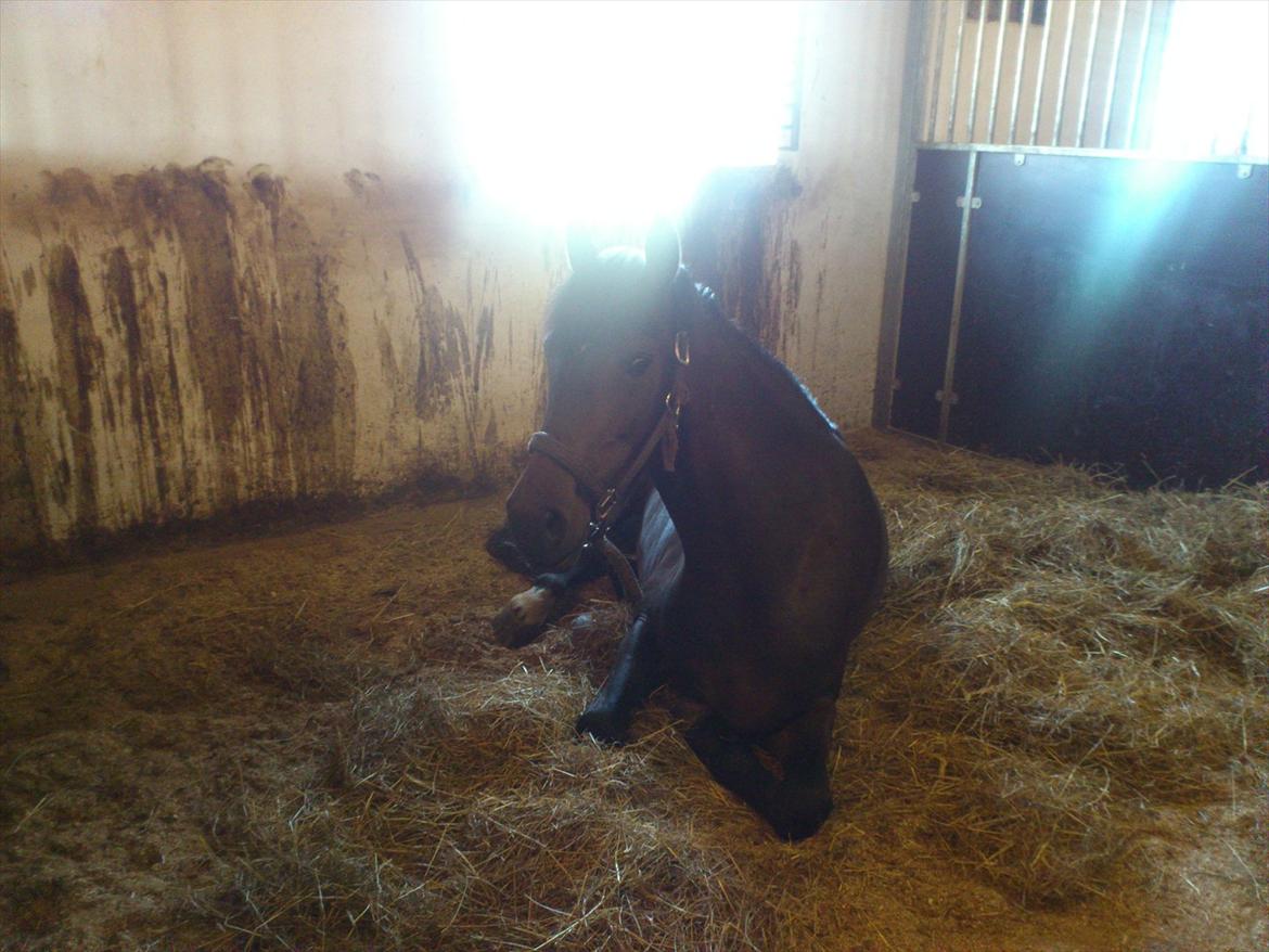 New Forest Elmholts nutella - selvom jeg kun lige kom igår kan jeg vel godt lige ligge 10 min billede 11