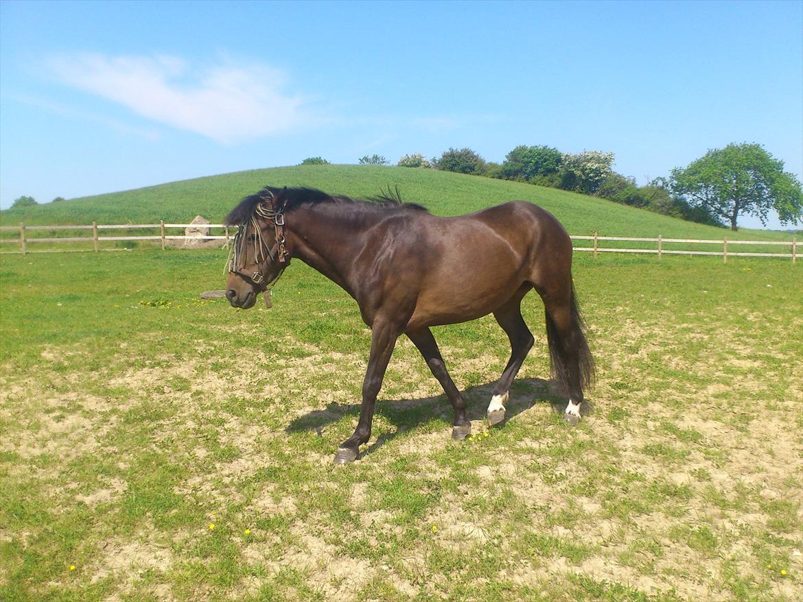 New Forest Elmholts nutella - chokobollen på folden igen billede 12