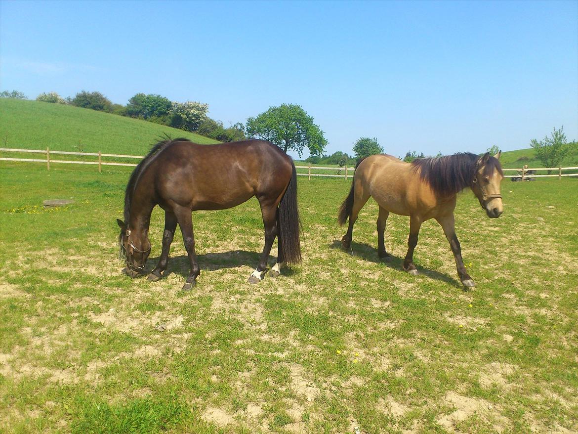 New Forest Elmholts nutella - chokobollen og eddiebarnet billede 13