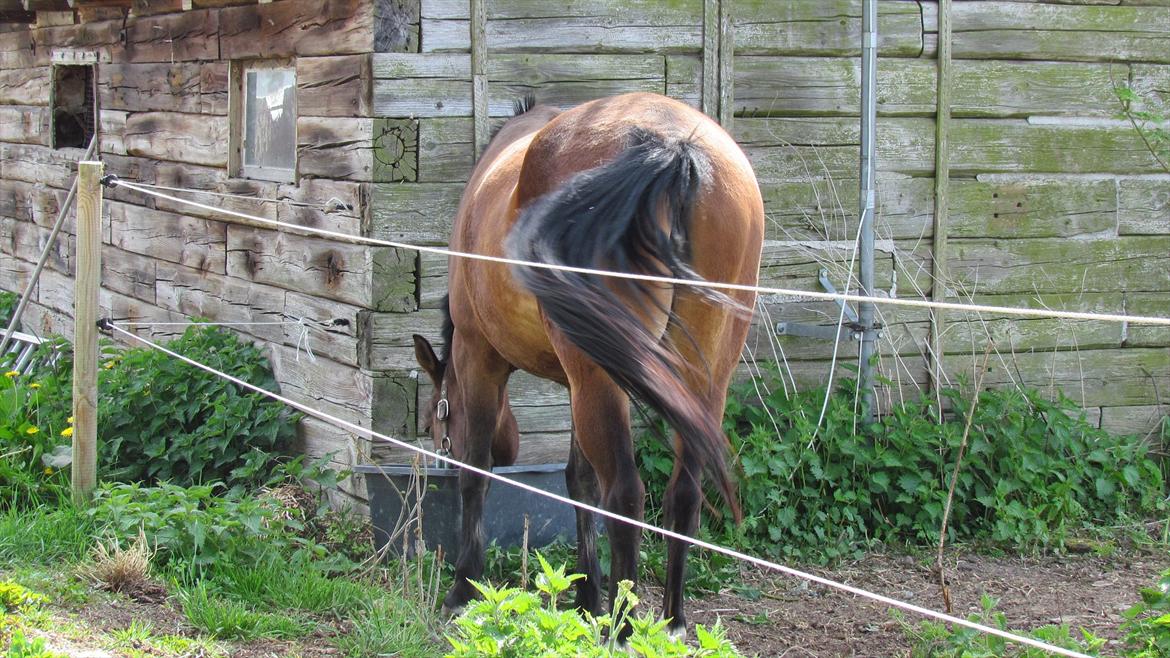 Anden særlig race Bitteby's Tulle.  billede 15