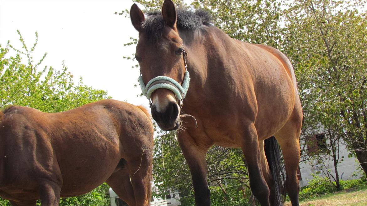 Anden særlig race Bitteby's Tulle.  - Tak for du kiggede med.  billede 20