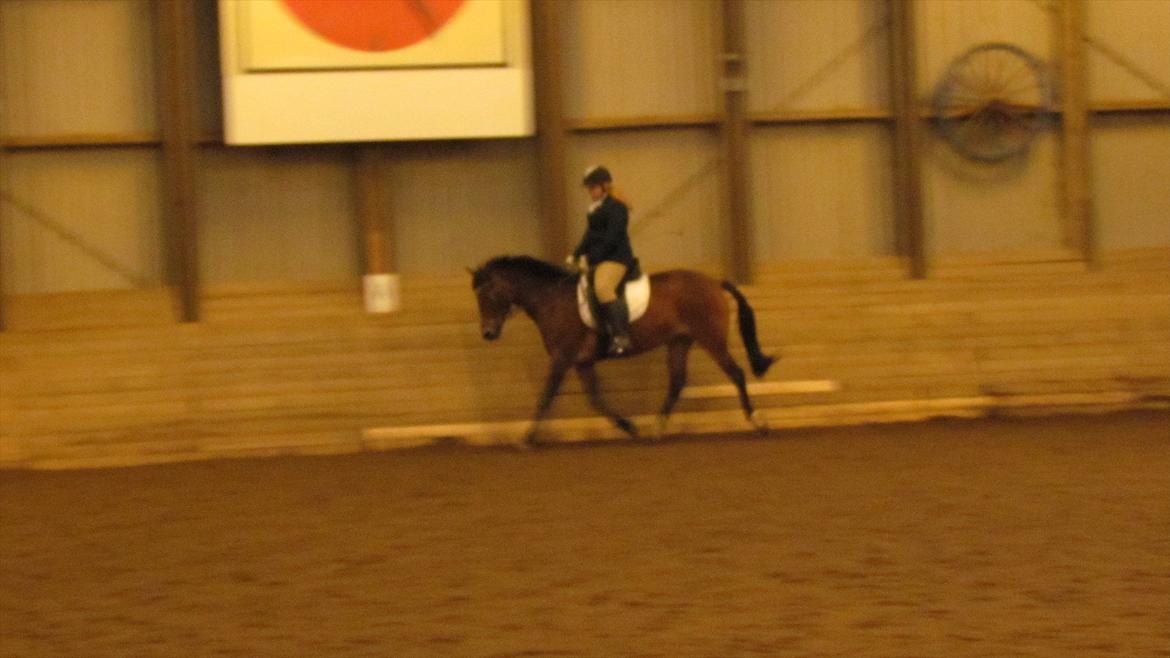 Anden særlig race Bitteby's Tulle.  - Første LC1, til 62,9% 7 ud af 11 ryttere.
Undskyld det er i så dårlig kvali. billede 11