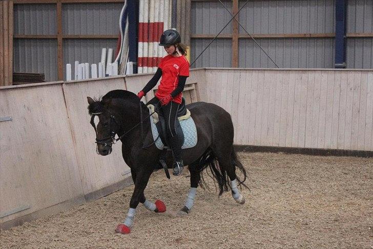 New Forest Firfod Jordbær med fløde - Dressur. billede 10