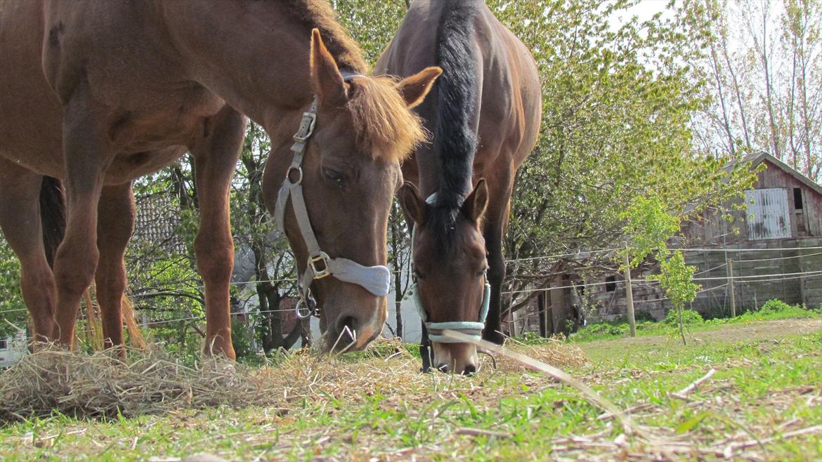 Anden særlig race Zephyr  - d. 20 maj 2012. billede 19
