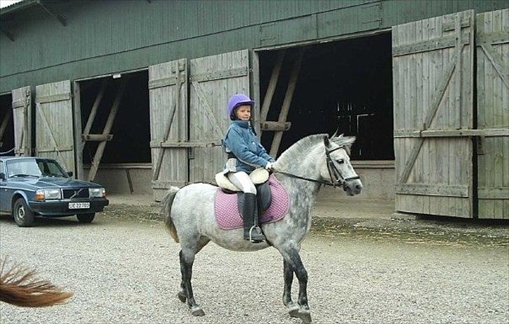 Anden særlig race Patricia - oringsridt. billede 3