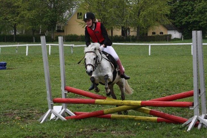 Anden særlig race Patricia - 60 cm. vandt en første plads. billede 4
