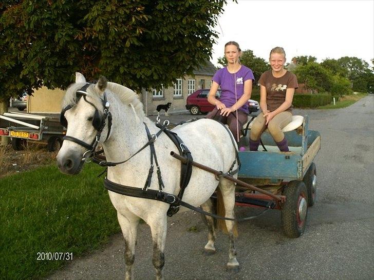 Anden særlig race Patricia - patricia for vogn. billede 6