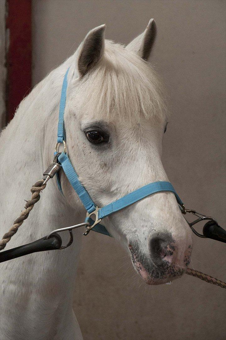 Connemara Veddinge Fit For Fight (B-pony) - Smukke Fitte. Billedet taget lige inden han skulle ud og svømme. Jeg havde besøg af Fittes tidligere ejer Frederikke, så hun oplevede også hans første svømmetur. billede 9