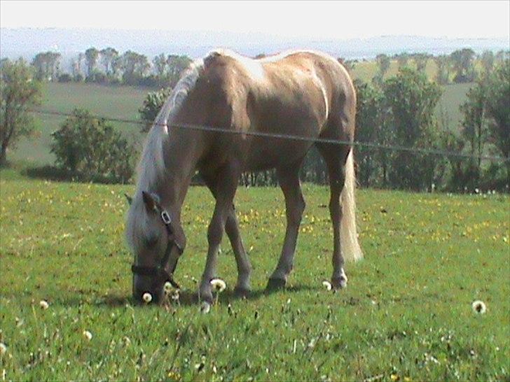 Hollandsk Sportspony Septun  A-PONY billede 9