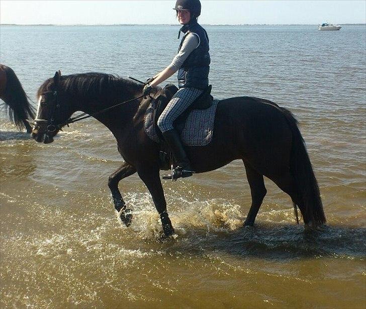 Anden særlig race Houmgaards Shakira<3. - Mig & Shakira's første strand tur<3 billede 19