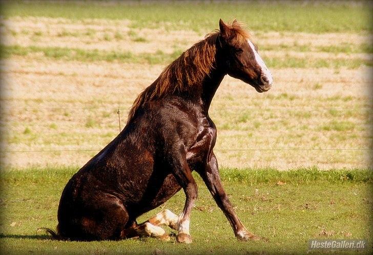 New Forest Sanchez | Morfar - Morfar på fold ;-) billede 7