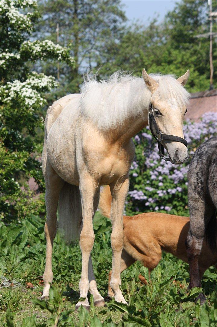 Welsh Partbred (Sec F) Aastrupgaards Lærke billede 42
