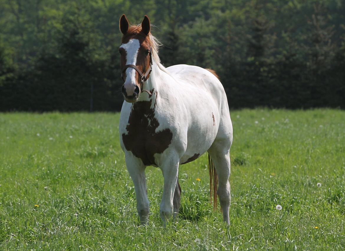 Anden særlig race Jasmin billede 12