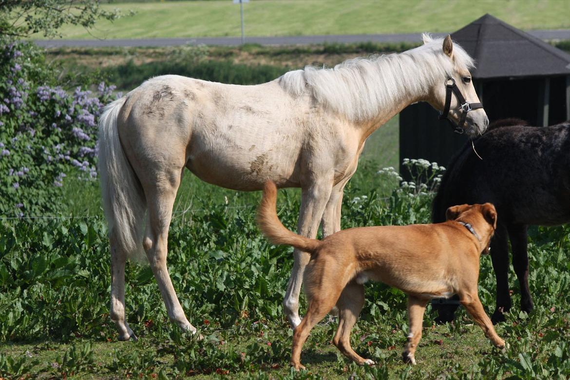 Welsh Partbred (Sec F) Aastrupgaards Lærke billede 43