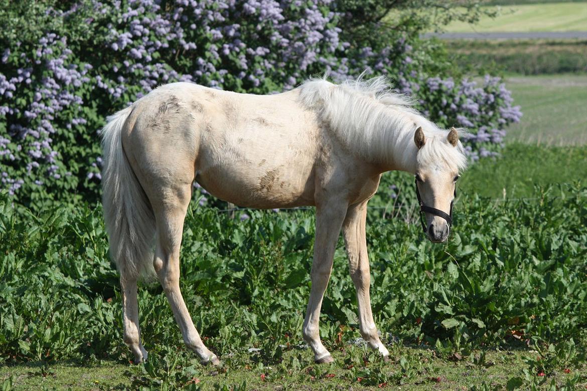 Welsh Partbred (Sec F) Aastrupgaards Lærke billede 44