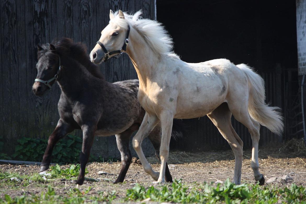 Welsh Partbred (Sec F) Aastrupgaards Lærke billede 45