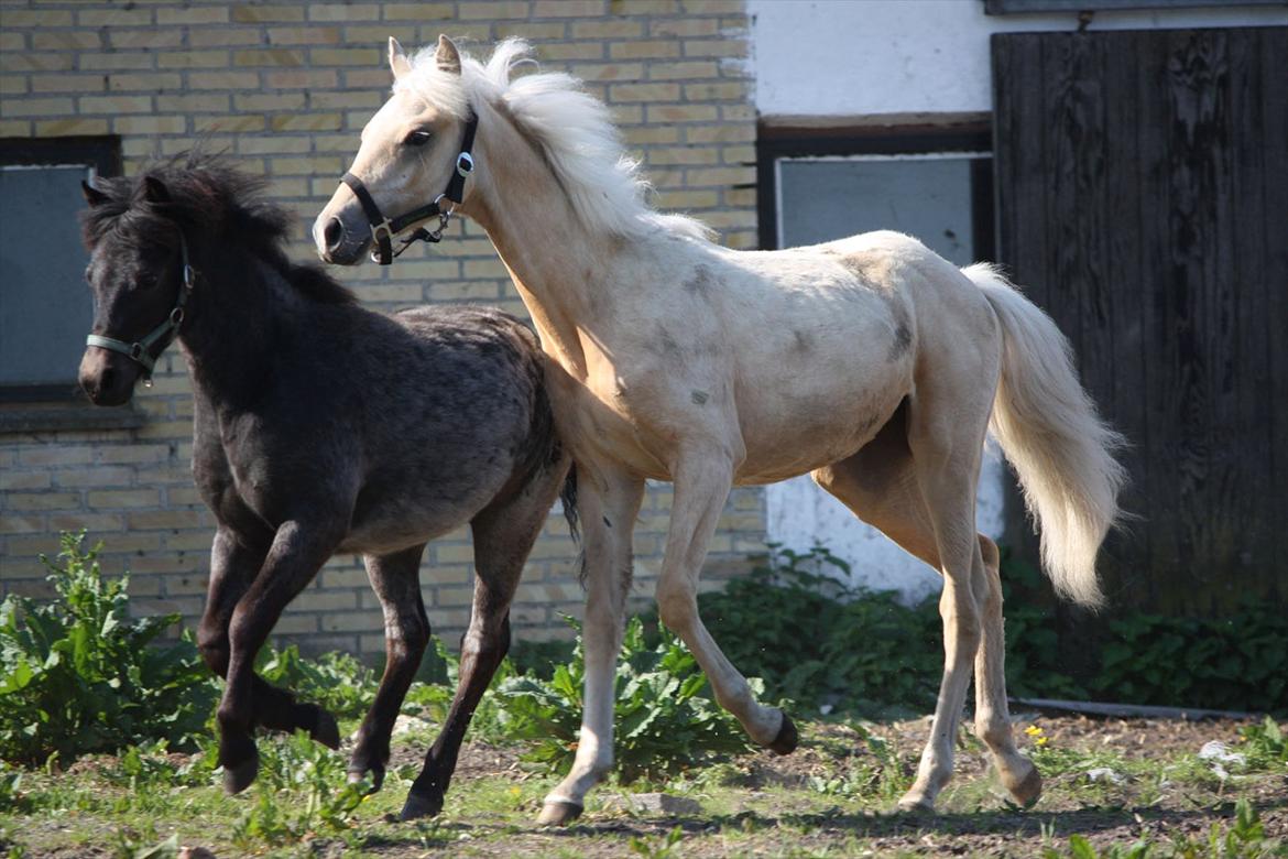 Welsh Partbred (Sec F) Aastrupgaards Lærke billede 46