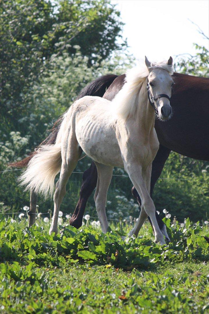 Welsh Partbred (Sec F) Aastrupgaards Lærke billede 47
