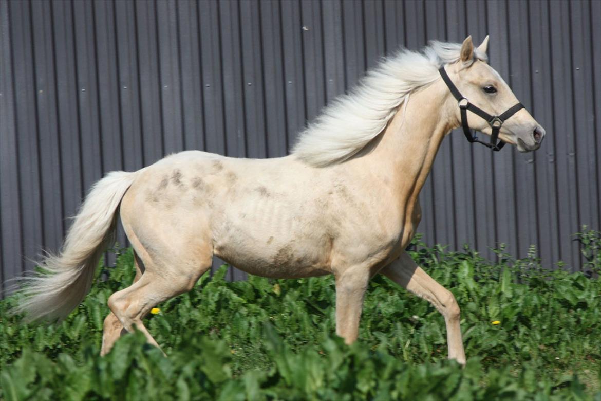 Welsh Partbred (Sec F) Aastrupgaards Lærke billede 48