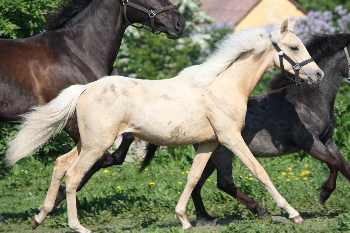 Welsh Partbred (Sec F) Aastrupgaards Lærke billede 49