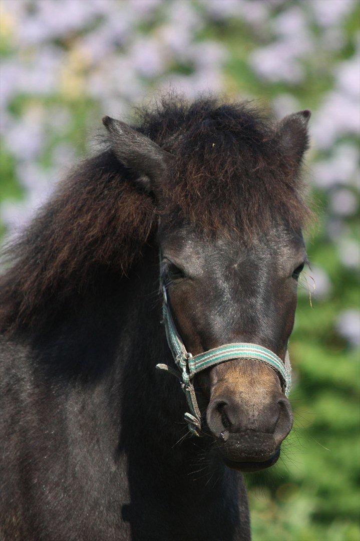 Welsh Mountain (sec A) Solbakken´s Lullu billede 8