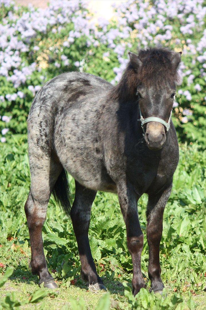 Welsh Mountain (sec A) Solbakken´s Lullu billede 9