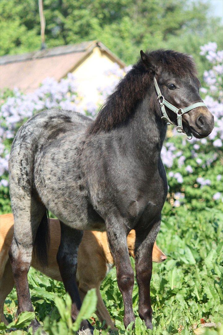 Welsh Mountain (sec A) Solbakken´s Lullu billede 10