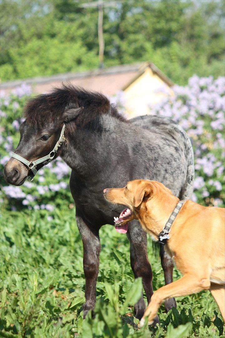 Welsh Mountain (sec A) Solbakken´s Lullu billede 11