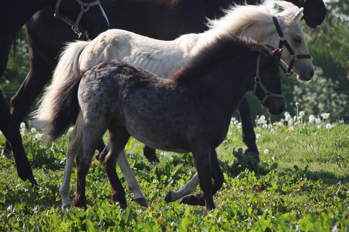 Welsh Mountain (sec A) Solbakken´s Lullu billede 12