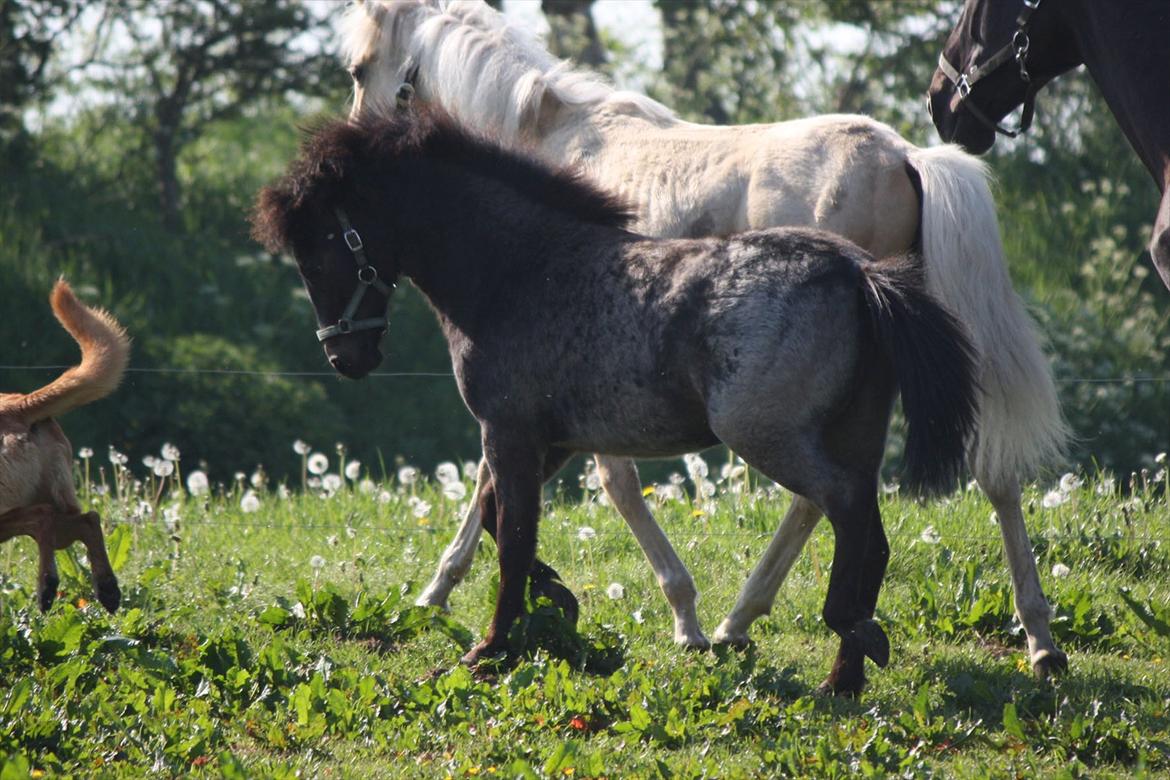 Welsh Mountain (sec A) Solbakken´s Lullu billede 13