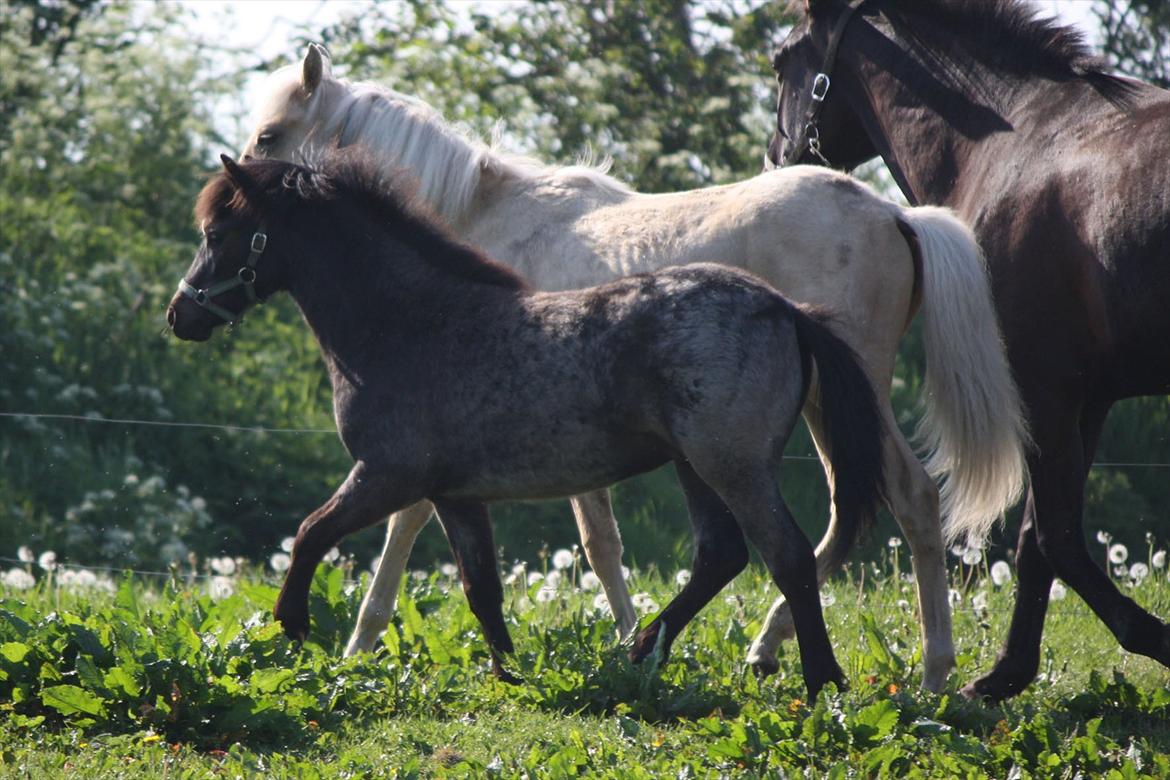Welsh Mountain (sec A) Solbakken´s Lullu billede 14