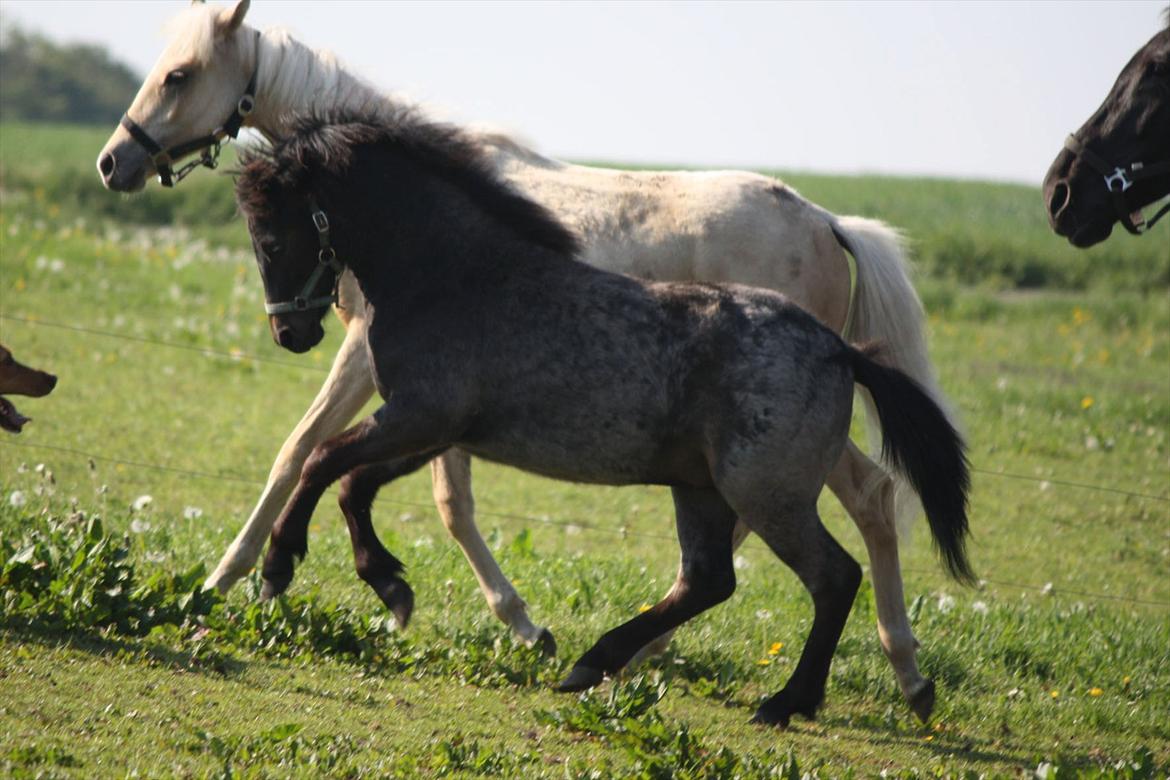 Welsh Mountain (sec A) Solbakken´s Lullu billede 15