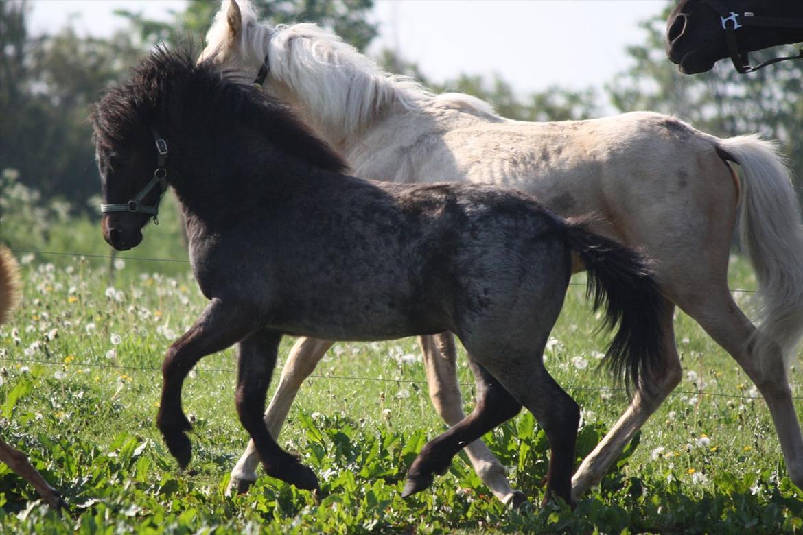 Welsh Mountain (sec A) Solbakken´s Lullu billede 16