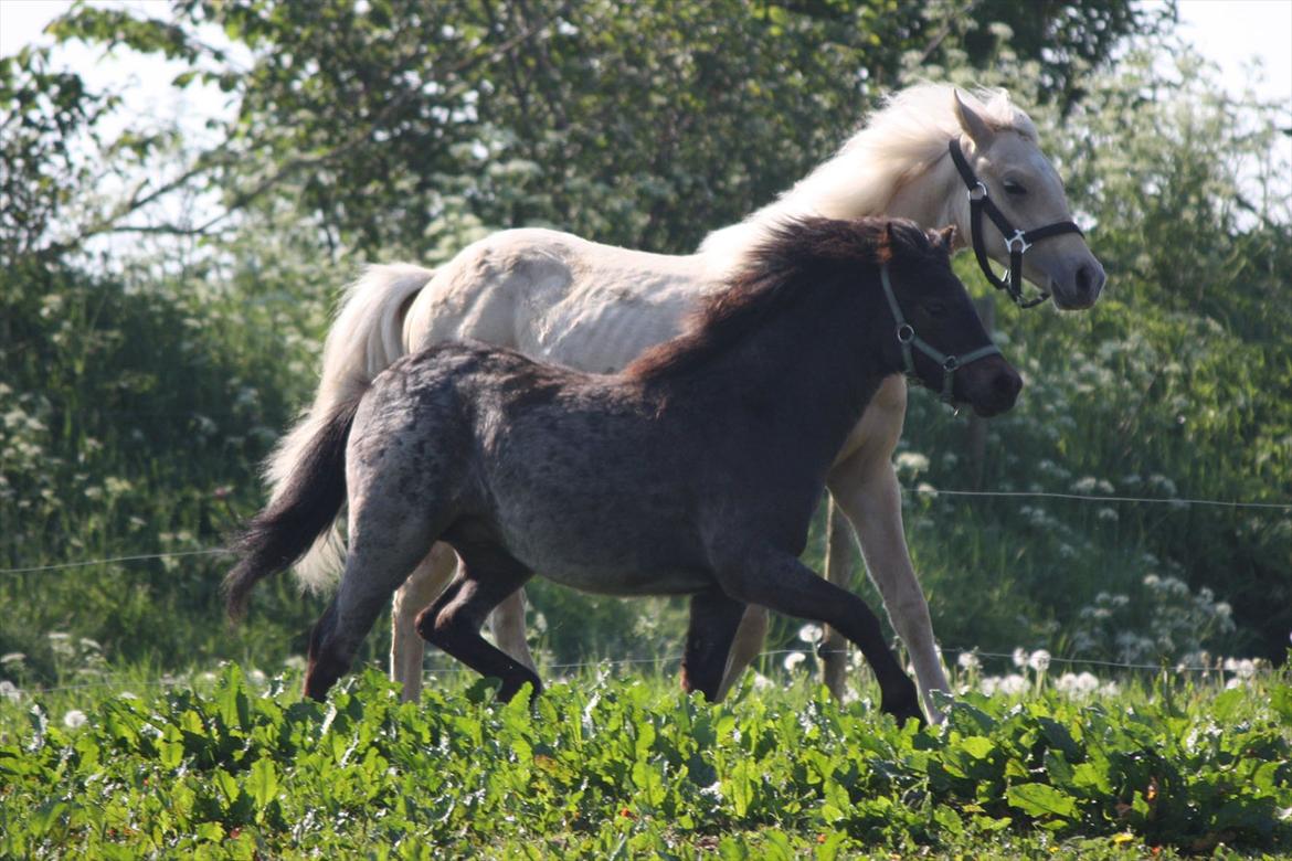 Welsh Mountain (sec A) Solbakken´s Lullu billede 17