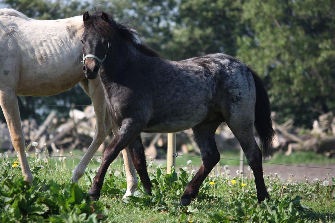 Welsh Mountain (sec A) Solbakken´s Lullu billede 18