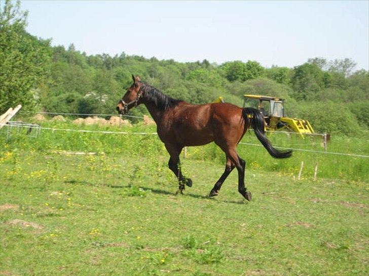 Traver Fame spirit - Smukke<33 billede 17